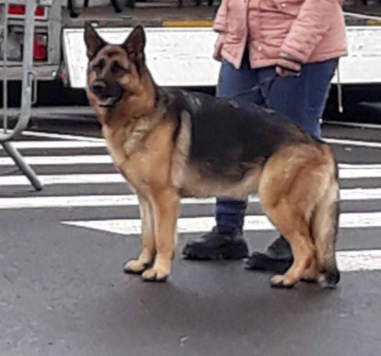 Pui ciobănesc german