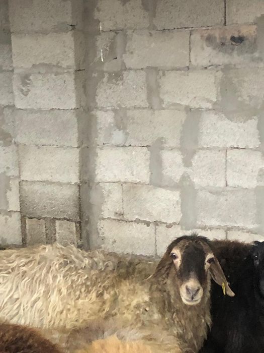 Қозылы қойлар сатылады