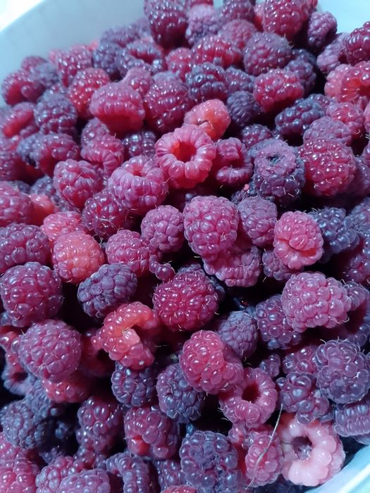 Продам малину домашнюю