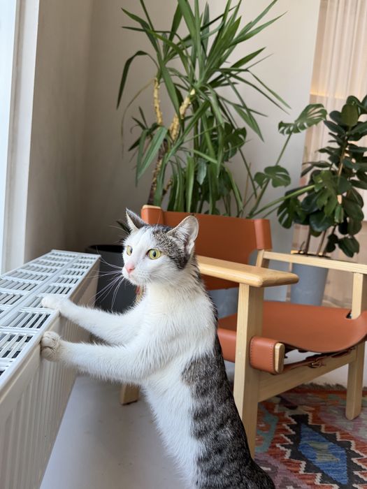 Кошечка ЛАЙМА. 8 месяцев