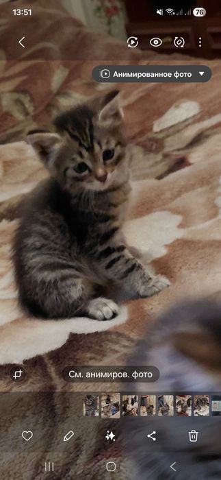 Отдам в добрые руки котят