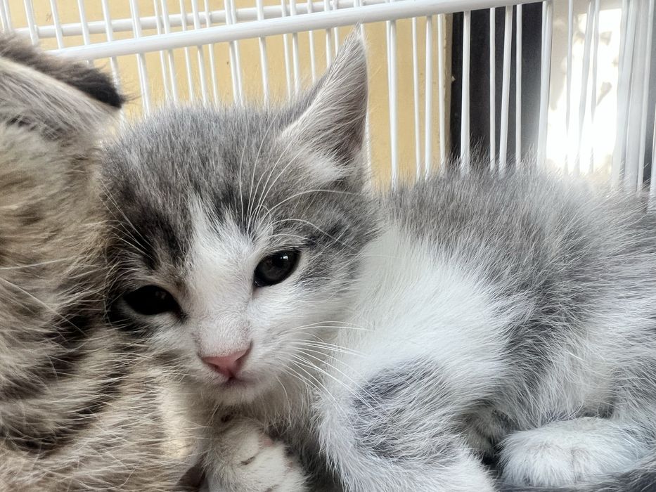 Котенок мальчик, марғау