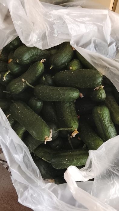 Огурцы грунтовые на засолку