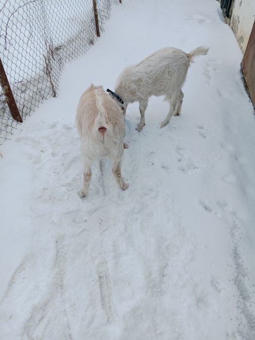 Сельхоз животные