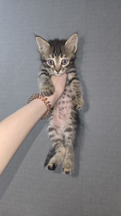 Отдам котят в хорошие руки