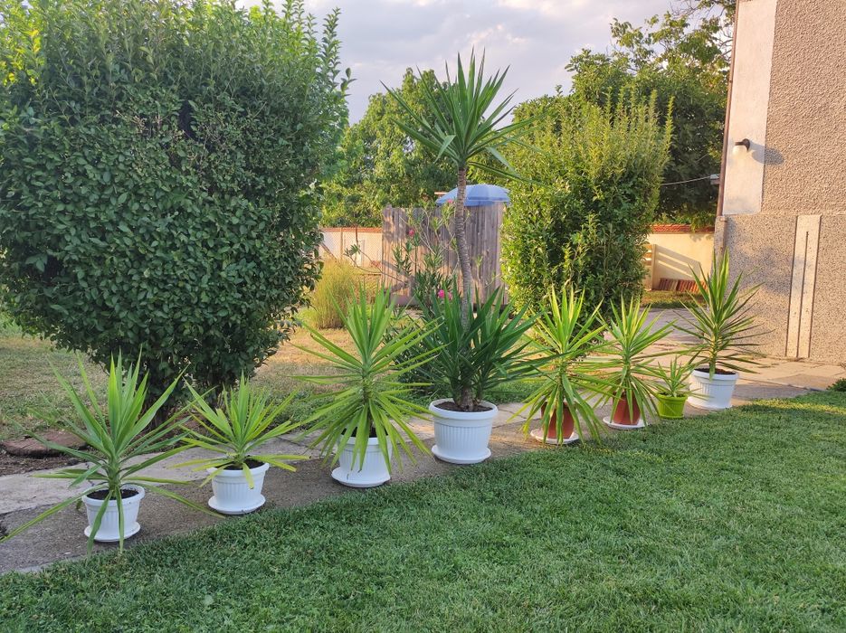 Палми Юка - многогодишни.