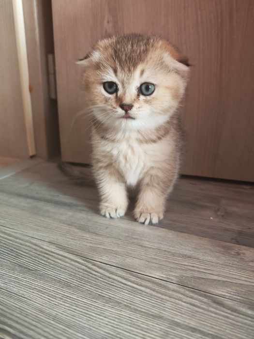 Клепоуха и правоуха чинчила