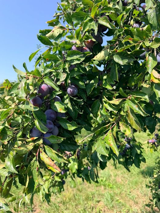 Prune de vanzare