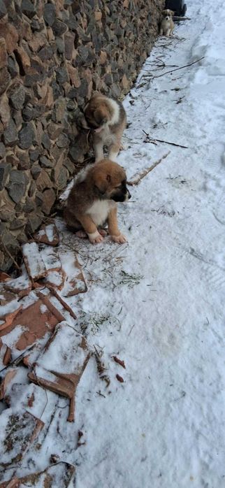 Donez catelusi 2 luni