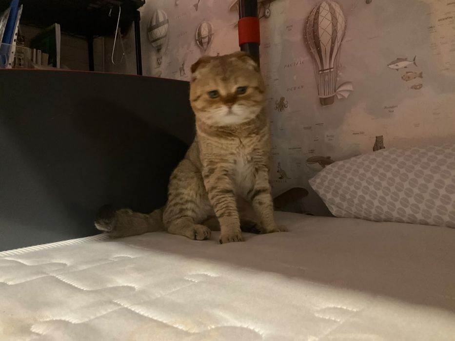 Шотландский вислоухий кот.         Вязка