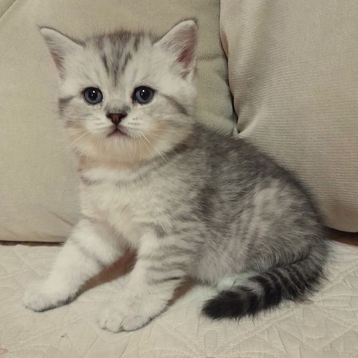 Продаётся девочка серебристая табби,скотишстрайт шиншилла.