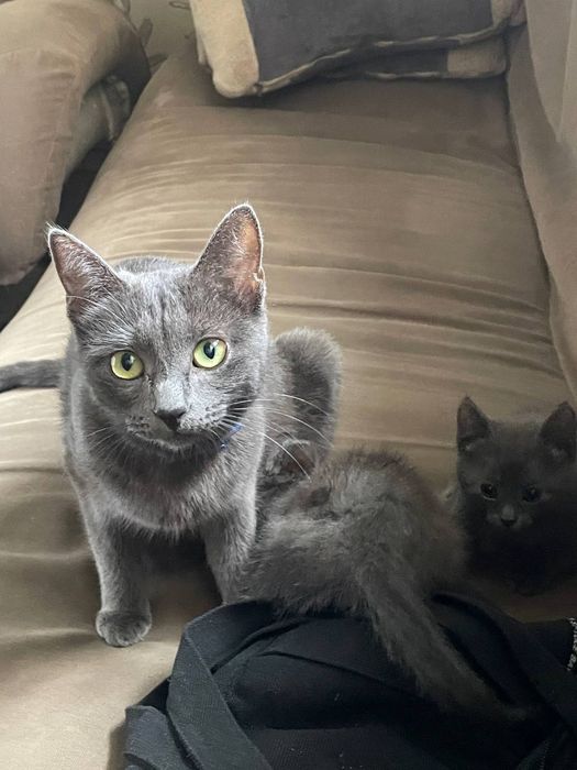 Отдаем котят в добрые руки