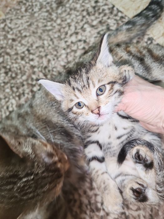 Котята в заботливые руки бесплатно