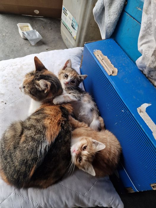 Подарявам котенца