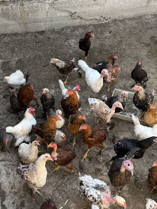 5 oylik tavuxchalar sotiladi.