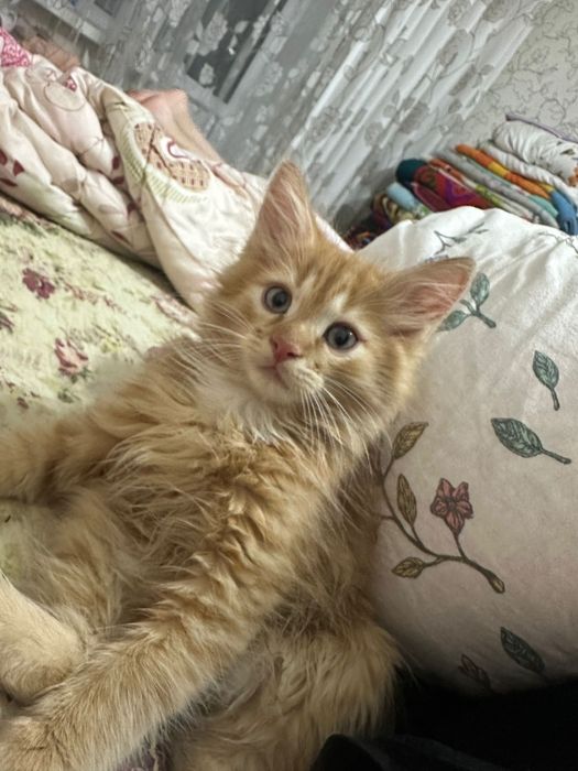 котенок в хорошие руки