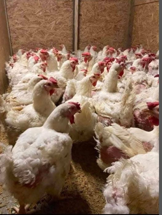 Găini albe de carne rasa super grea