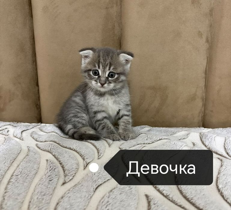 Шотландские котята