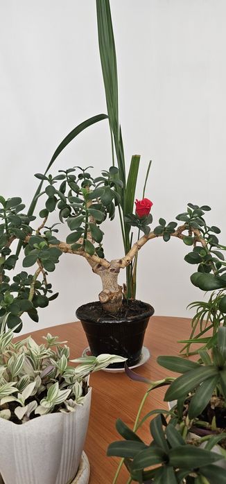 Комнатные цветы.