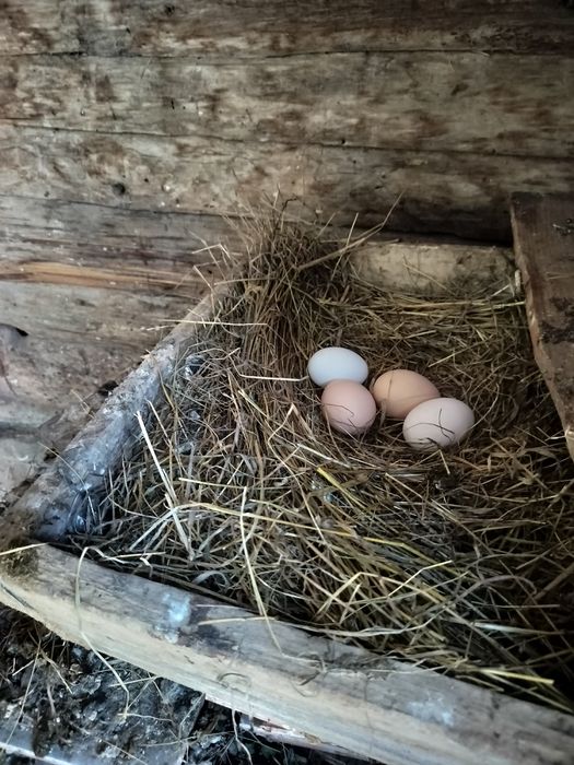 Găini, puicuțe, cocoșei