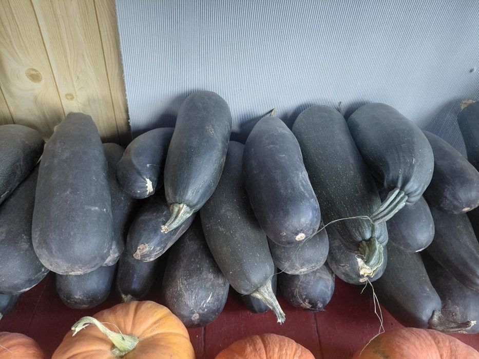 Продам кабачки домашние
