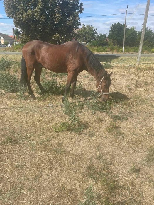 Vand cal de 8 ani foarte bun de caruta