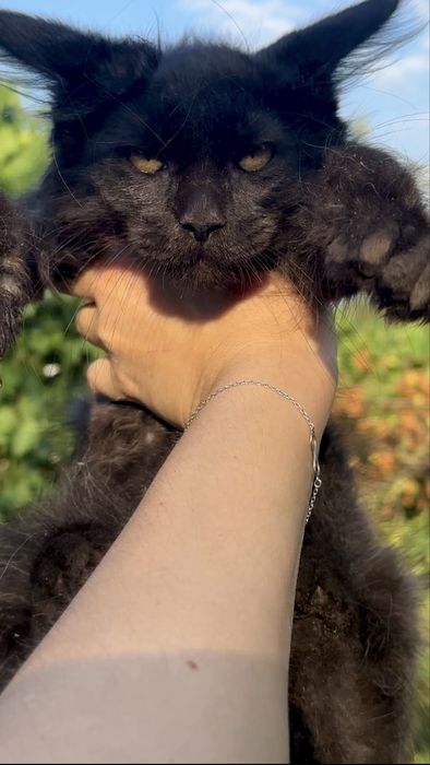 Котенок Мейн-кун мальчик