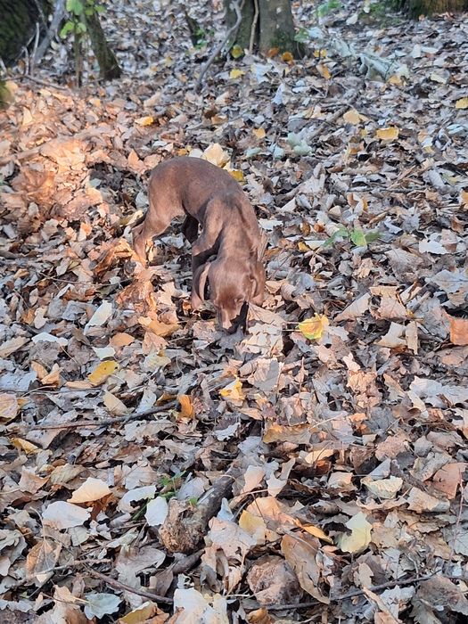 Lagotto brac metis