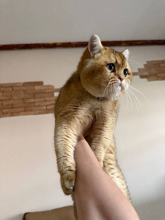 Вязка Британский котов с Родословной,Золотой,Серебристый,Лиловый