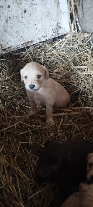 Шенки спаниелья 1 месяц