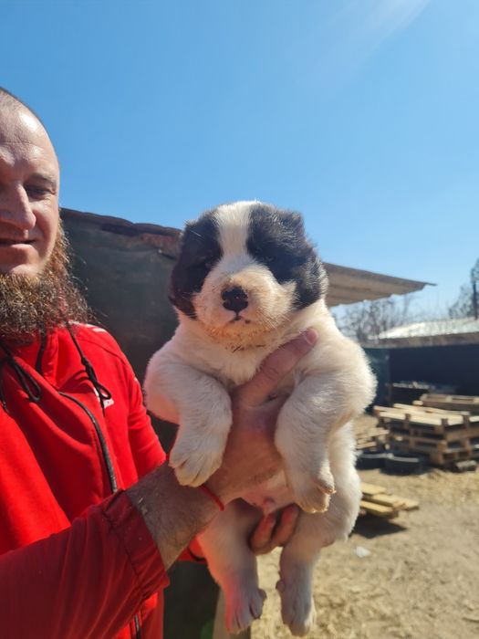 Щенки САО (Алабай)