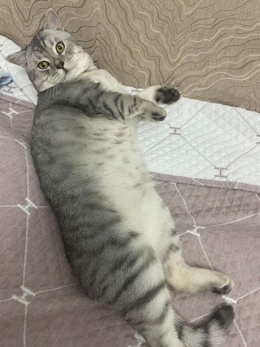 Отдам в хорошие руки кота