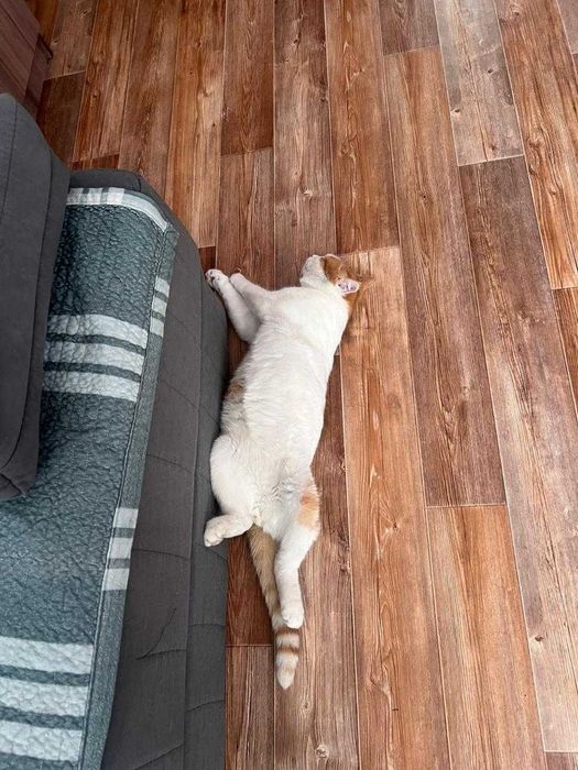 Отдам кота в хорошие руки
