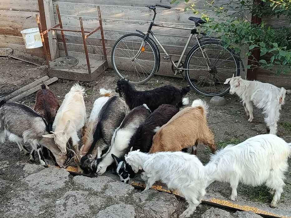 De vânzare, mai multe detalii în privat,