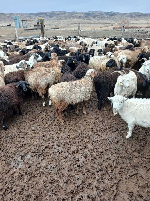 Продам баранов коз, доставка мүмкін Қарағанды, Шетск, Ақтоғай, Балқаш