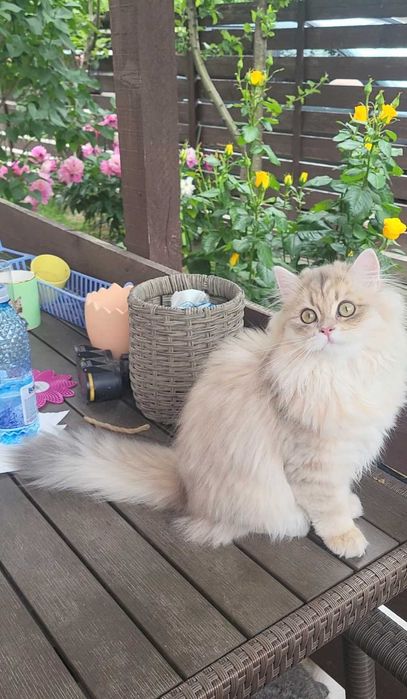 Fetita british longhair blue golden cu pedigree