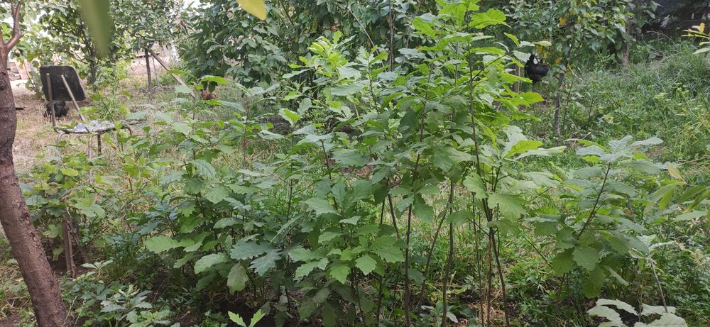 Дерево Дуб высота 1.5метр