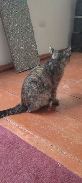 Котенок бесплатно