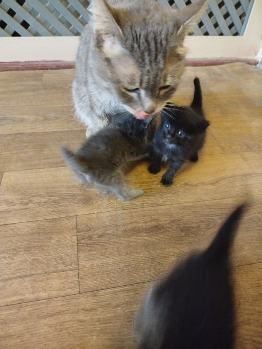 Мушик боллари билан