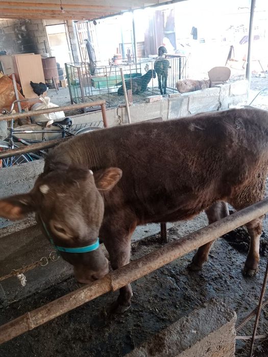 Саммсунгс25фе упр