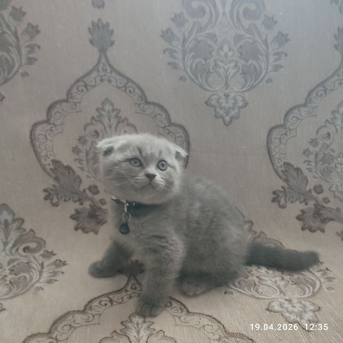 Продается котенок