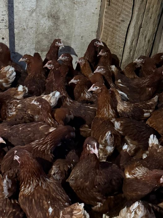 Продаются куры молодки