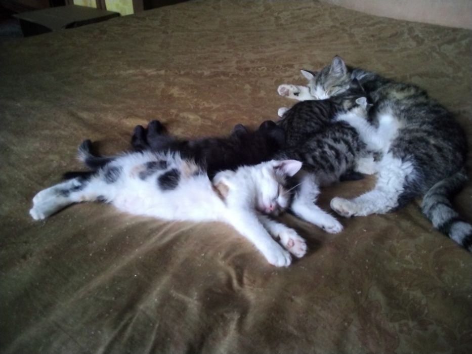 Отдам котят даром