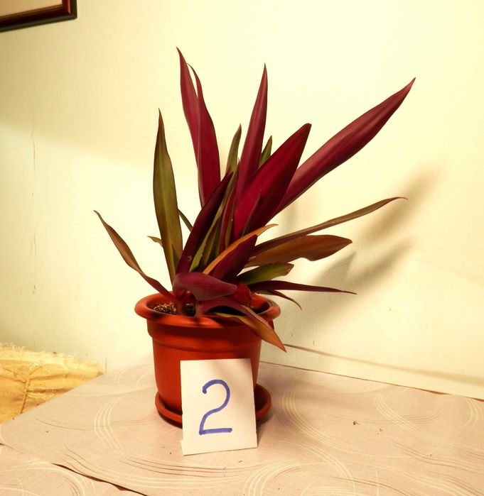 Rhoeo discolor (Bărcuța cu crini sau Bârfa babelor)