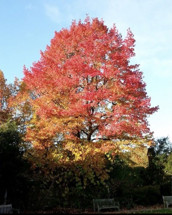 Liquidambar Styraciflua