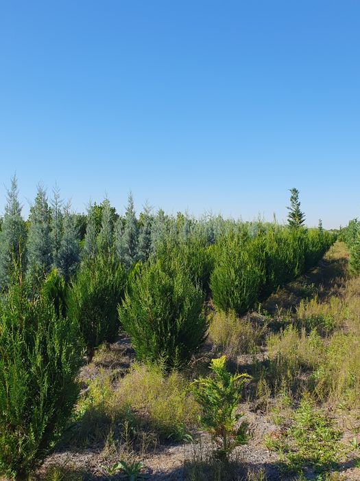 Platani englezesc Photinia Red Robin Laur englezesc  leylandi mestecan tei stejar Palmieri Măslini