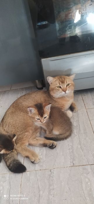 Вяска залатой шиншилла