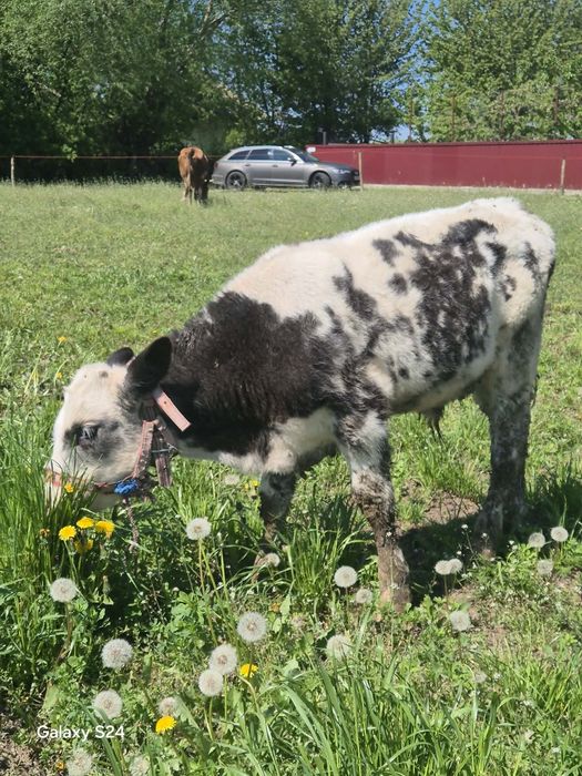Vând vițică si tăuraș Belgian vârstă 3 luni jumătate