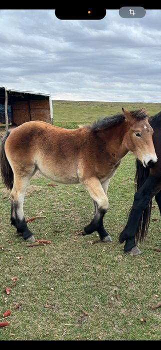 Minză de vinzare minza de 8 luni pret 1500 euro jud salaj com banisor