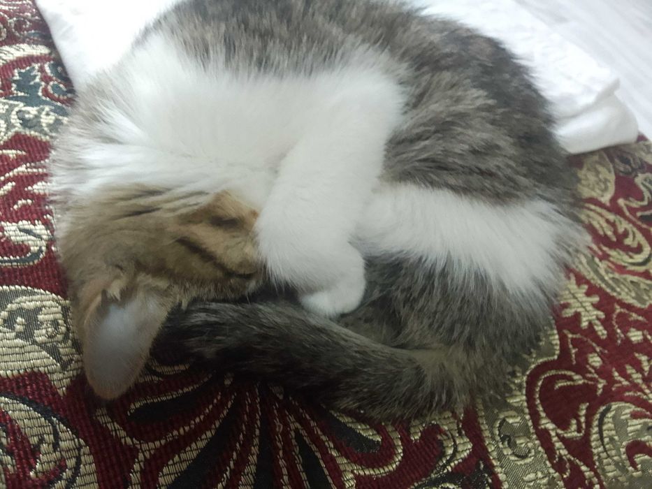 Мехрибон, ак'лли уй мушуги-Муизза яхши к'улларга берилади СОТИЛМАЙДИ!